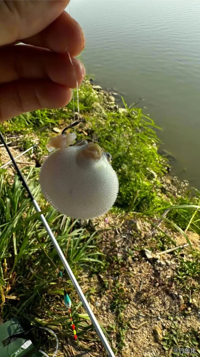 横纹多纪鲀钓获 中山市 0.4kg