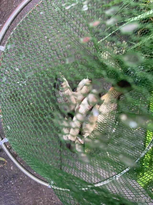 虹彩光唇鱼钓获 台州市 0.8kg