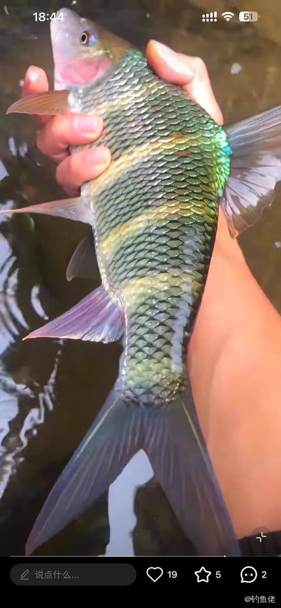 虹彩光唇鱼钓获 珠海市 0.03kg