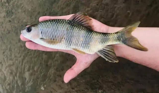 虹彩光唇鱼钓获 赣州市 0.24kg