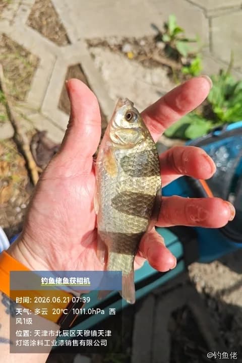 虹彩光唇鱼钓获 天津市 0.03kg