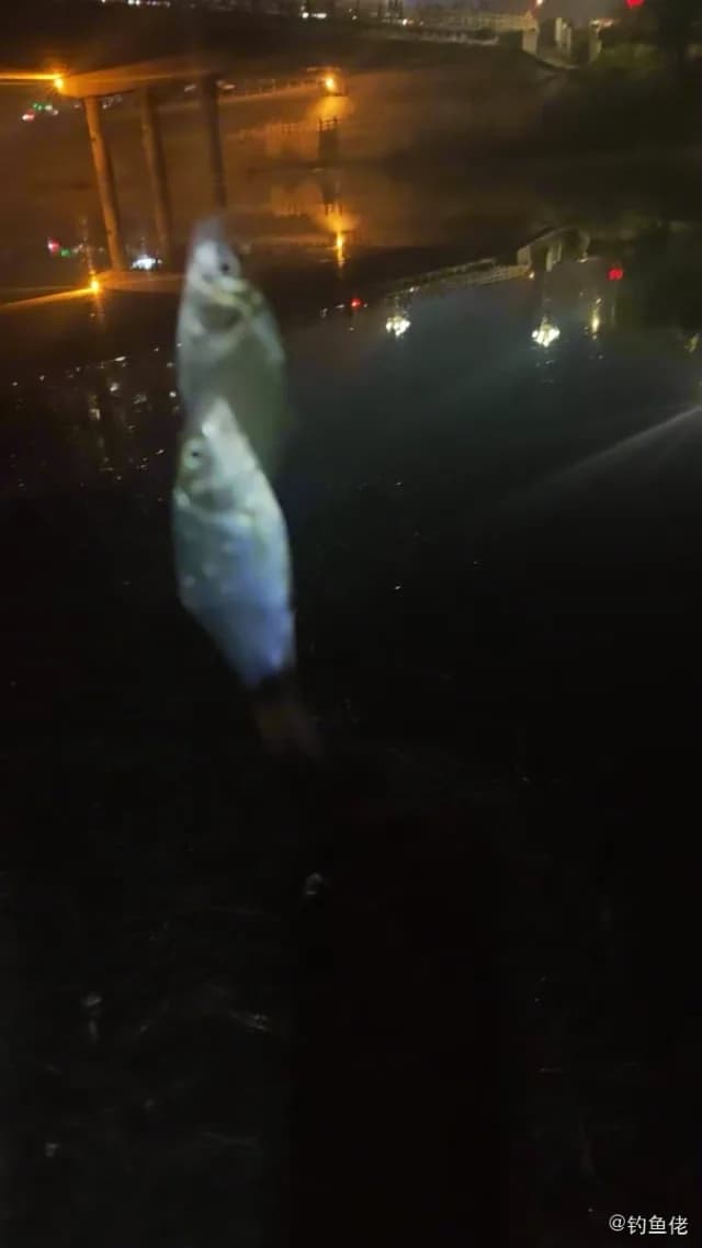 虹鳉钓获 枣庄市
