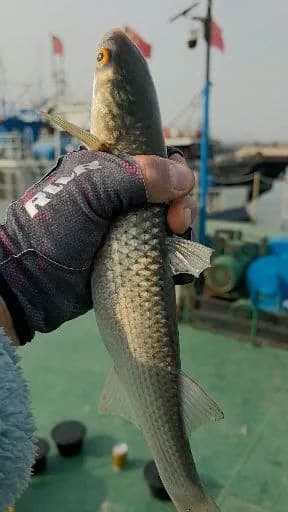 虹鳉钓获 天津市 1kg