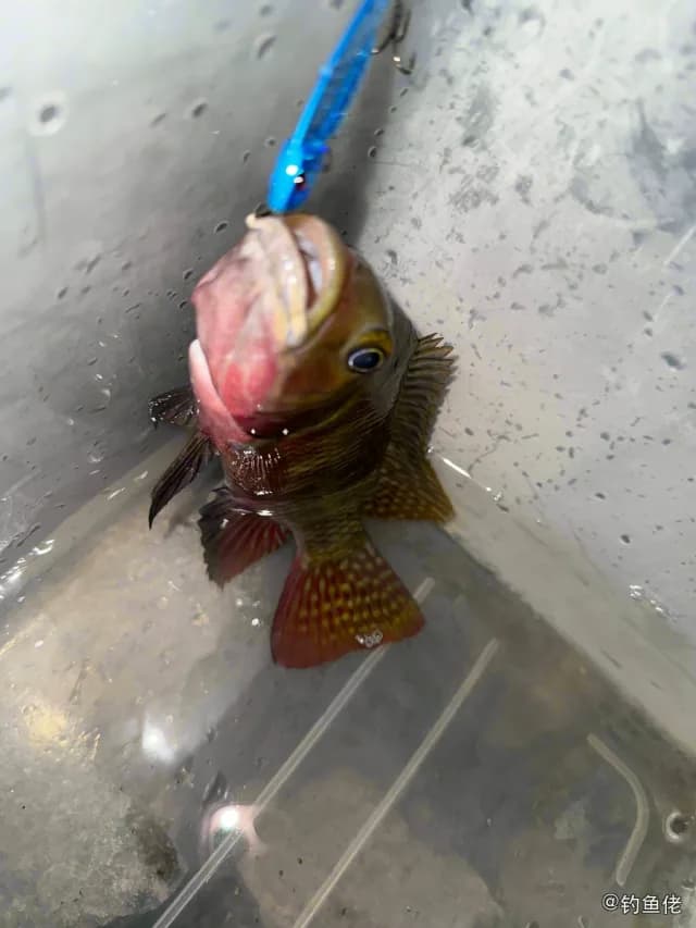 红鳍笛鲷钓获 宁德市 0.3kg