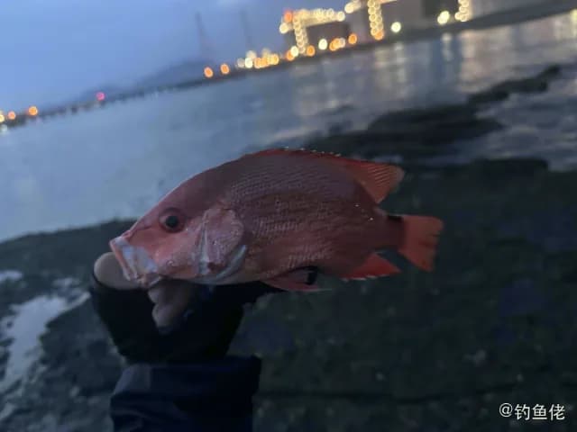 红鳍笛鲷钓获 深圳市 8kg