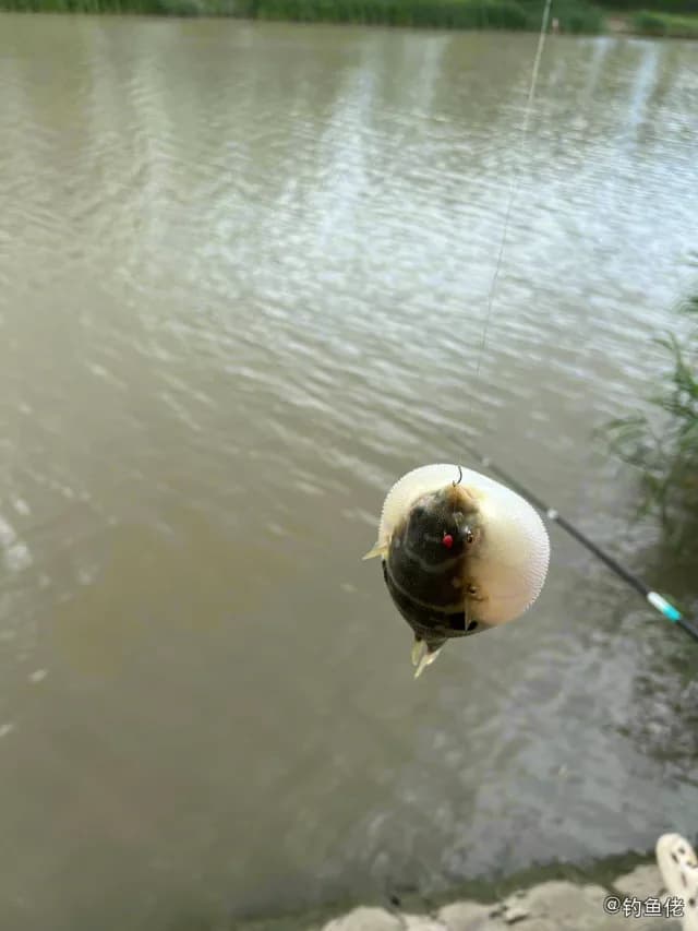 红鳍多纪鲀钓获 上海市 0.3kg