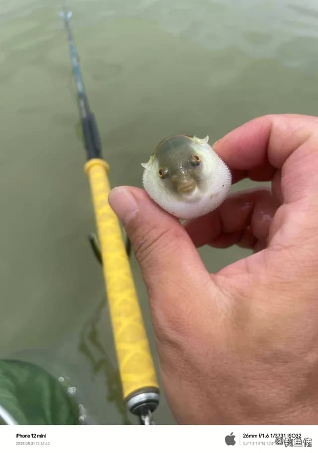 红鳍多纪鲀钓获 中山市 0.1kg