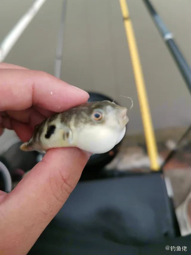 红鳍多纪鲀钓获 上海市 0.1kg
