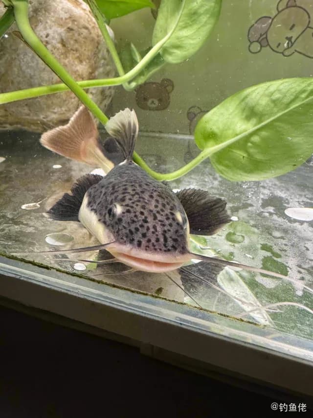 红尾护头鲿钓获 北京市 0.2kg
