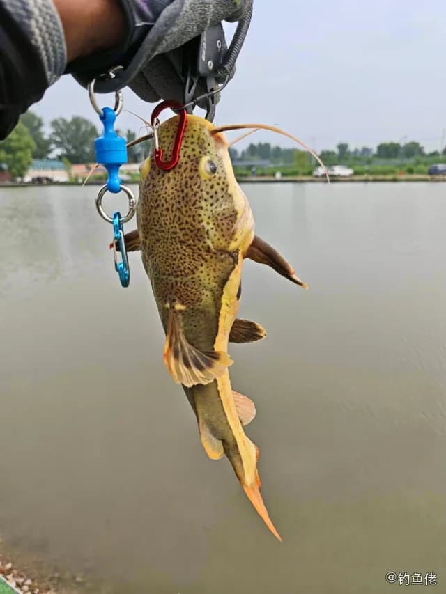 红尾护头鲿钓获 北京市 64kg