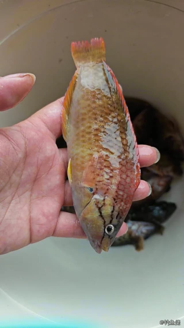 红项拟隆头鱼钓获 福州市 0.1kg