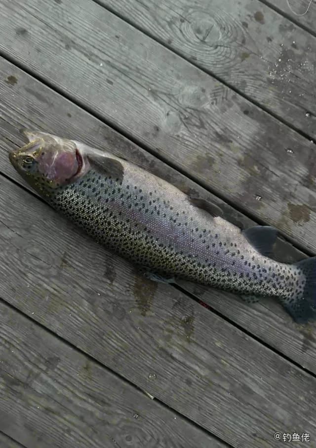 虹鳟钓获 北京市 2.5kg