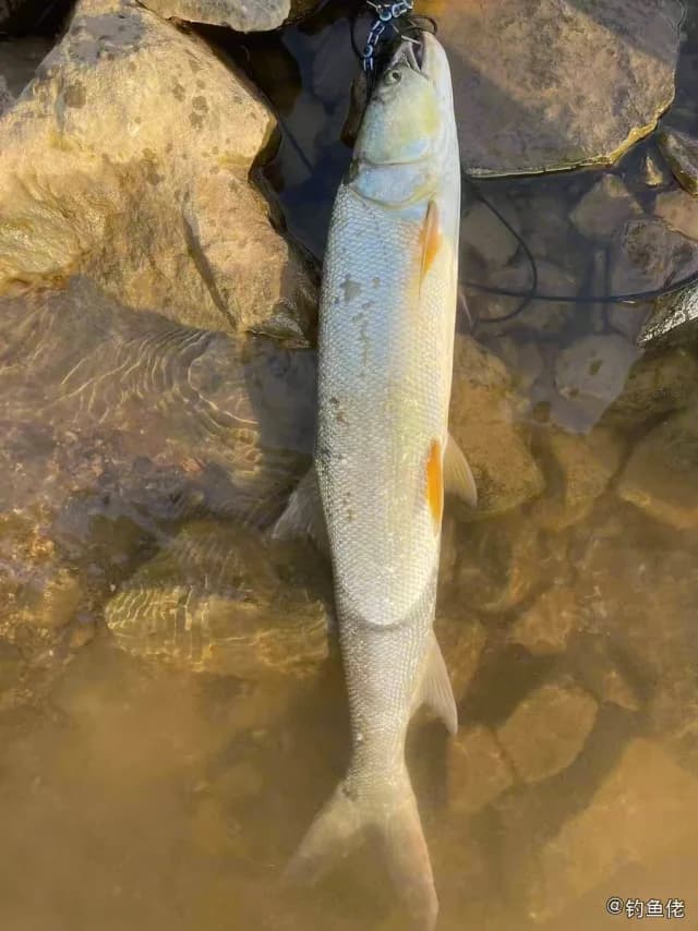 虹鳟钓获 吉安市 5.5kg