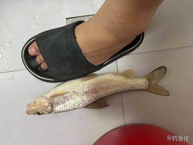 花斑副沙鳅钓获 金华市 0.04kg