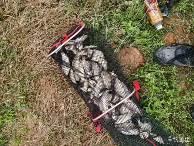 花斑拟鳞鲀钓获 宜春市 0.2kg
