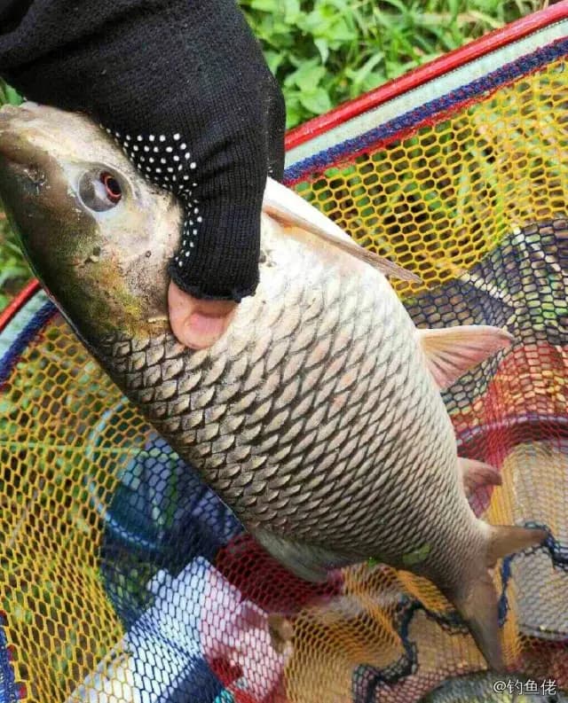 花斑拟鳞鲀钓获 衡水市 0.2kg