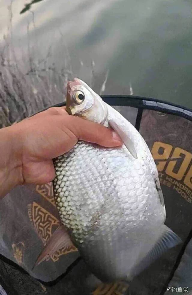 花斑拟鳞鲀钓获 衡水市 0.2kg