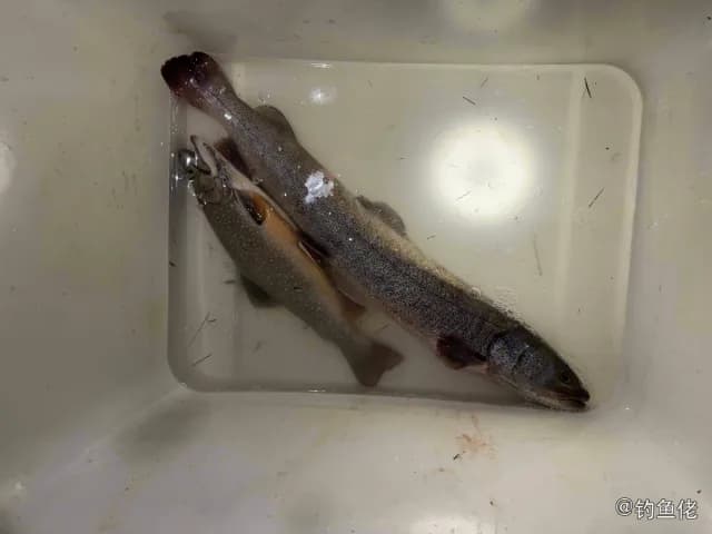 花羔红点鲑钓获 宁波市 20kg