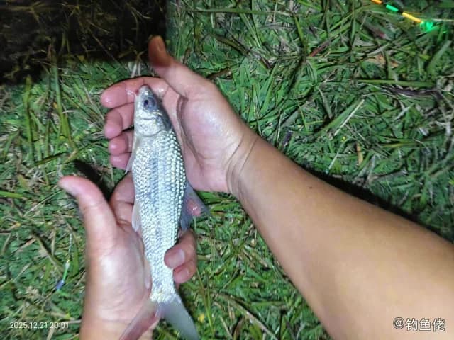 花䱻钓获 佛山市 0.4kg