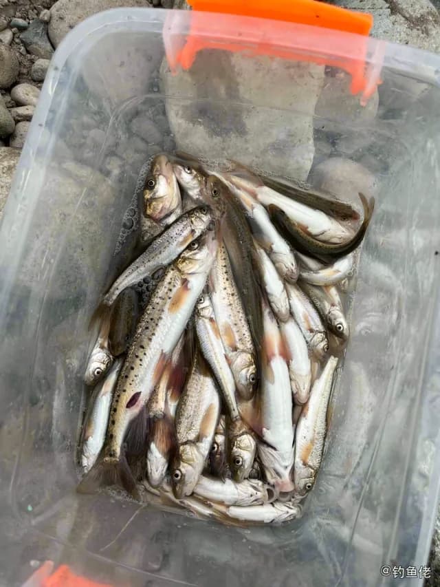 花䱻钓获 伊犁哈萨克自治州 0.4kg