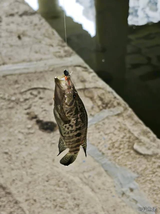花身副丽鱼钓获 深圳市 0.25kg