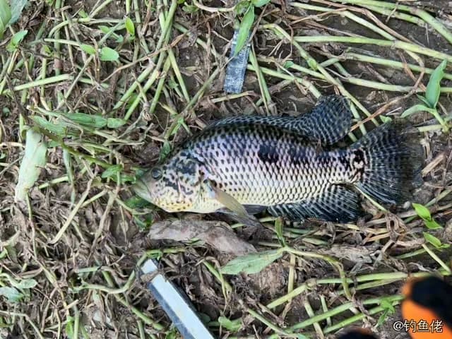 花身副丽鱼钓获 深圳市 0.25kg