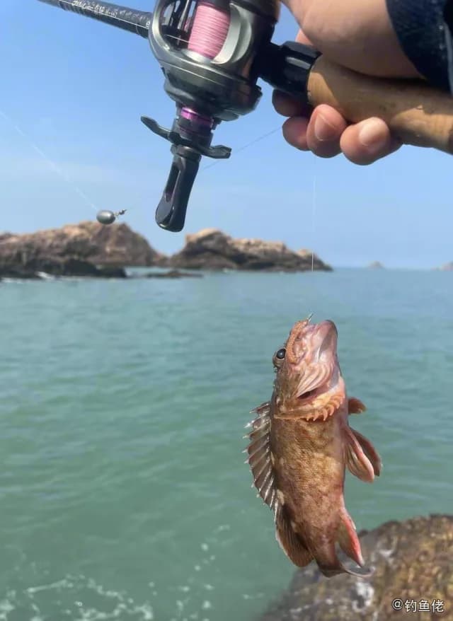 黄鮟鱇钓获 温州市 0.6kg