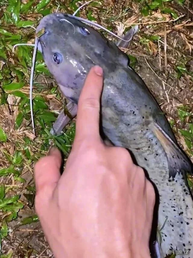 黄鮟鱇钓获 杭州市 1.5kg