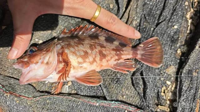 黄鮟鱇钓获 温州市 0.9kg