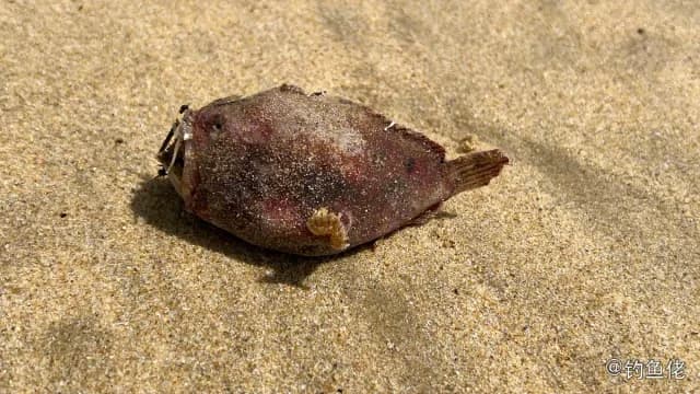 黄鮟鱇钓获 海南省 0.3kg