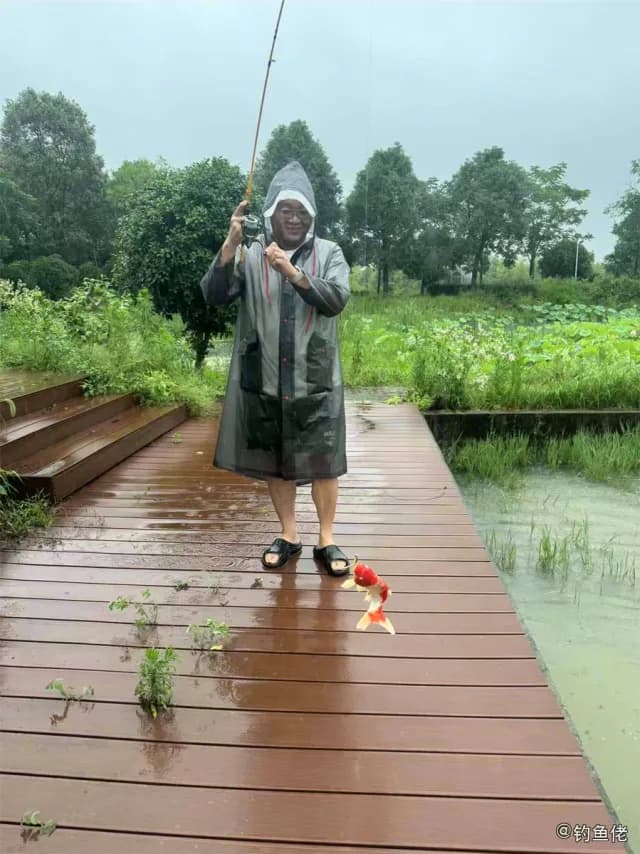 黄带副绯鲤钓获 武汉市 1.7kg