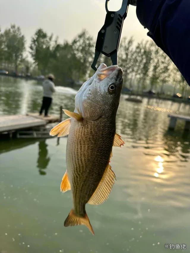 黄姑鱼钓获 北京市 1.2kg