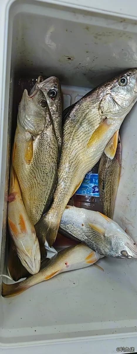 黄姑鱼钓获 连云港市 0.8kg