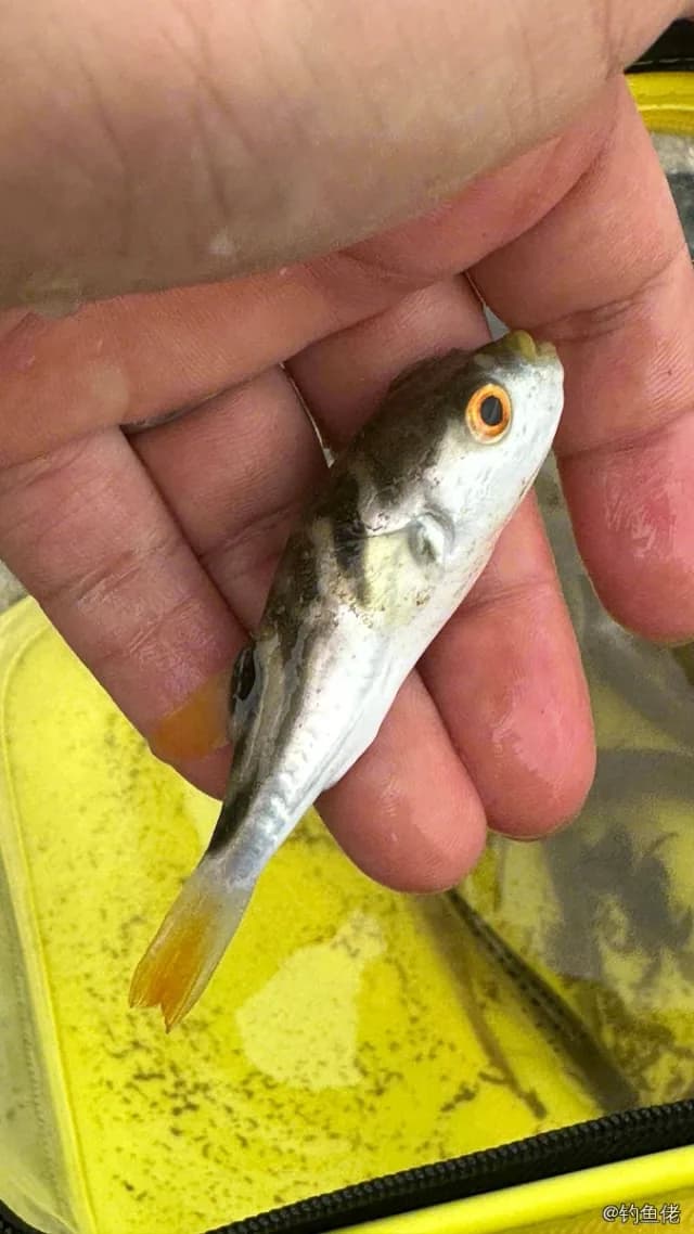 黄鳍多纪鲀钓获 上海市 0.15kg