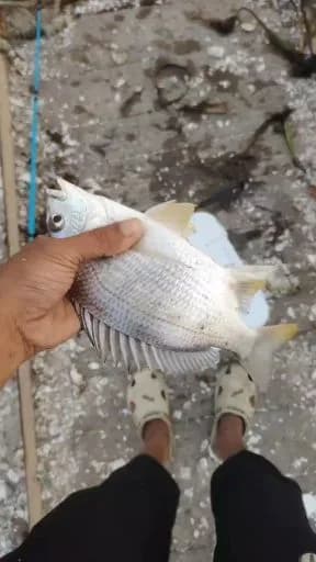 黄鳍棘鲷钓获 汕头市 0.3kg
