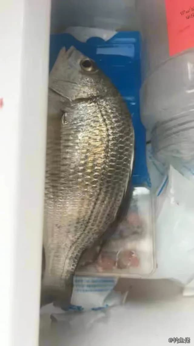 黄鳍棘鲷钓获 广州市 0.7kg