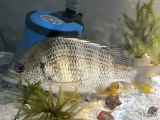 黄鳍棘鲷钓获 珠海市 0.6kg