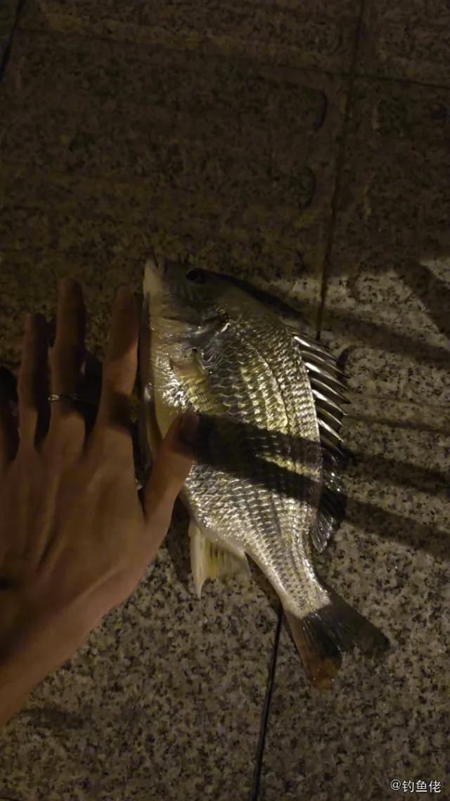黄鳍棘鲷钓获 厦门市 0.8kg