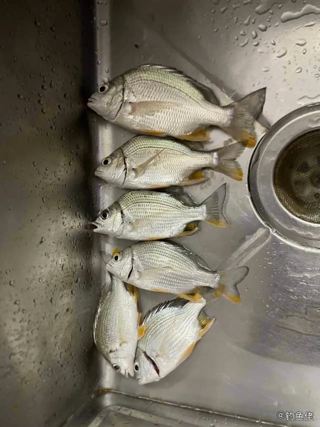 黄鳍棘鲷钓获 珠海市 6.4kg