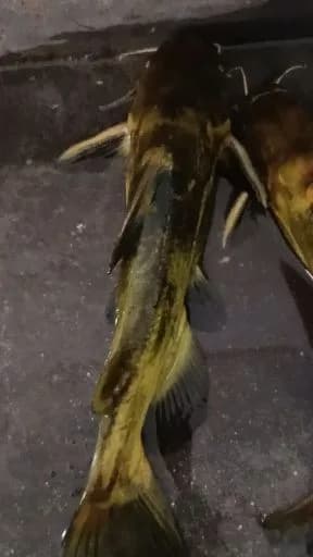 黄颡鱼钓获 杭州市 0.5kg