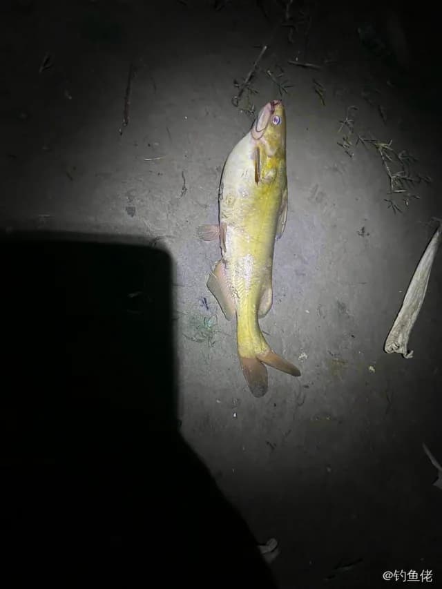 黄颡鱼钓获 十堰市 0.03kg