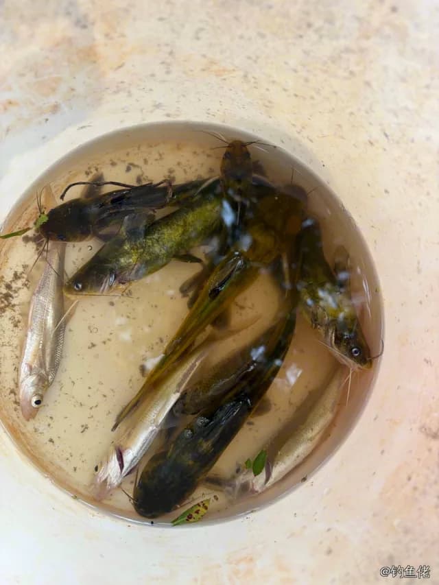 黄颡鱼钓获 遂宁市 0.03kg