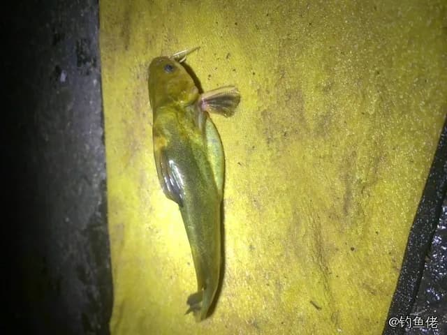 黄颡鱼钓获 梅州市 0.03kg