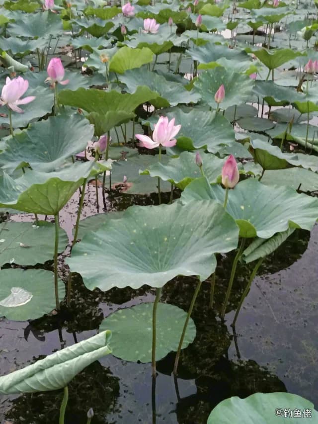 黄颡鱼钓获 衡水市 0.1kg