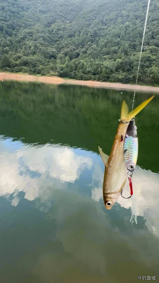 黄尾鲴钓获 衡阳市 0.3kg