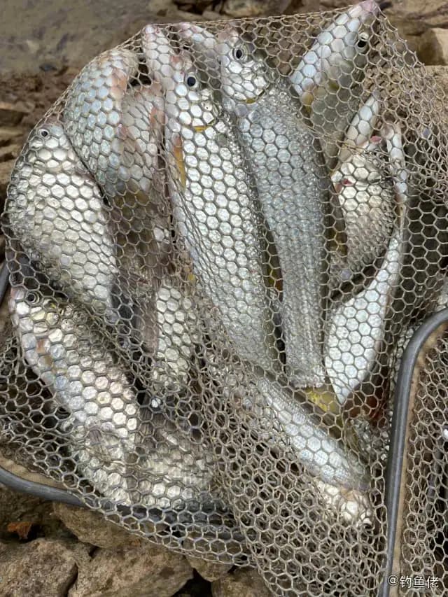 黄尾鲴钓获 安庆市 0.2kg