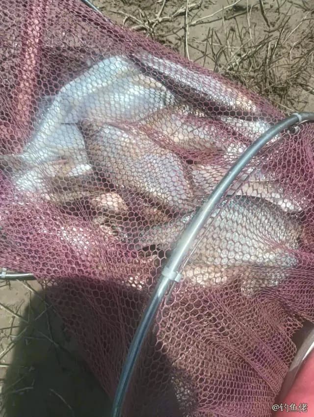 黄尾鲴钓获 河南省 0.3kg