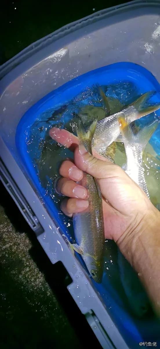 黄尾鲴钓获 肇庆市 0.2kg