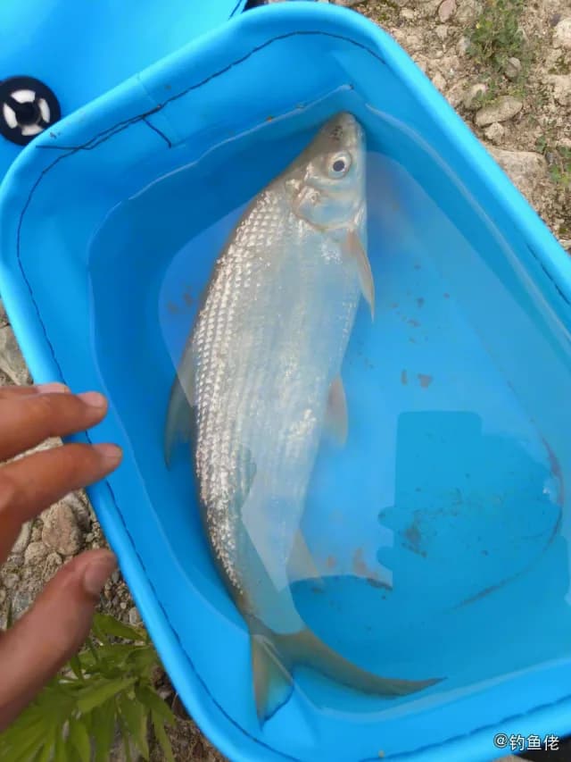 黄尾鰤钓获 汉中市 1.2kg