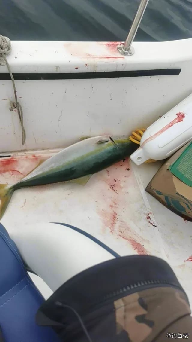 黄尾鰤钓获 北京市 77.6kg